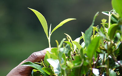 エシカルティーパートナーシップ　茶葉貿易における公正な労働条件のために
